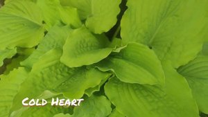 Хоста Cold Heart.... невероятная красотка