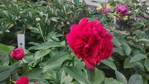 Пион молочноцветковый Биг Бен (Paeonia Big Ben)