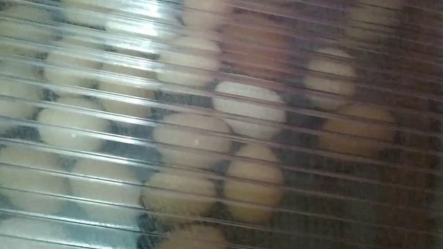 ВЫВОД ЦЫПЛЯТ БРАМЫ ИЗАБЕЛЬ ЛАВАНДЫ смотреть онлайн