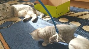 Мяу Мяуканье всех шотландских котят Кошки Хлои Сборник Релакс