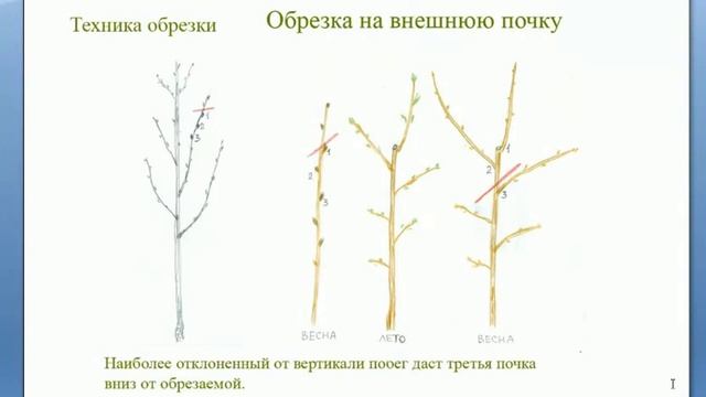 Техники обрезки плодовых деревьев - важнейший принцип формирования кроны. Обрезка на третью почку.