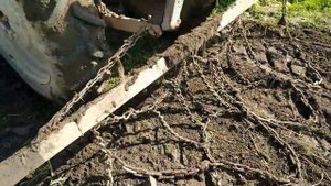ЛТЗ-55А:Работа по восстановлению плодородия почвы!