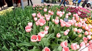 Keukenhof! The Most Beautiful Spring Garden in the World!