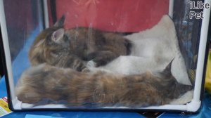 4 распространенных причины появления колтунов у кошки