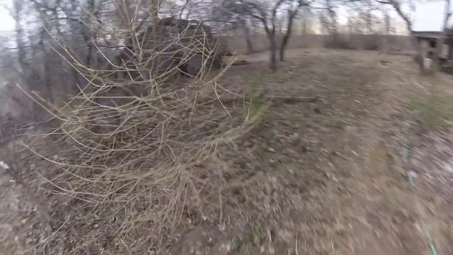 Обзор прививок черешни перезимовка сеянцев орехов,абрикосов, сосны кедровой-сибирской ,Кленовый сок смотреть онлайн