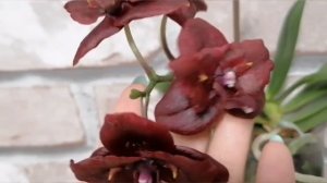 Цветение Phal. (Sogo Gotris - Teda Pearl) black ES-1? Супер красавица.