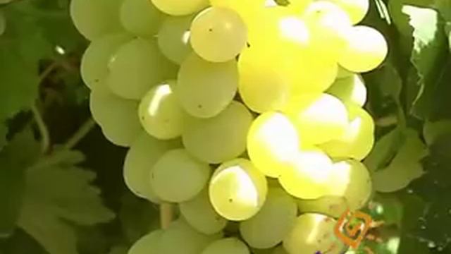 Виноград: Восторг смотреть онлайн