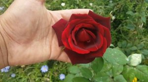 Papa Meilland / Meilland 1963 - rose - rosa - rosier