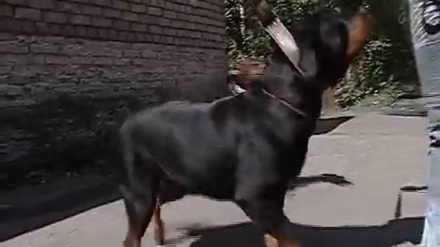 Череповчане неправильно содержат домашних животных смотреть онлайн