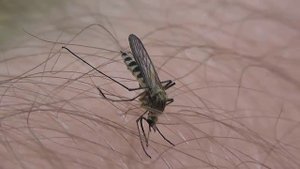 БИОСФЕРА: 136. Комар-Пискун Обыкновенный (Culex pipiens)