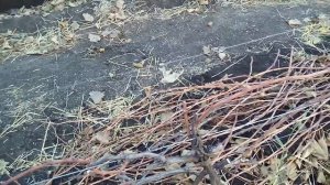 Осенняя обрезка винограда. Autumn. Pruning grape bushes.