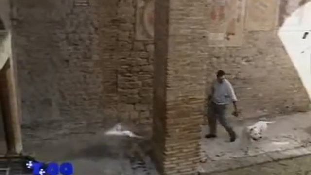 АРГЕНТИНСКИЙ ДОГ