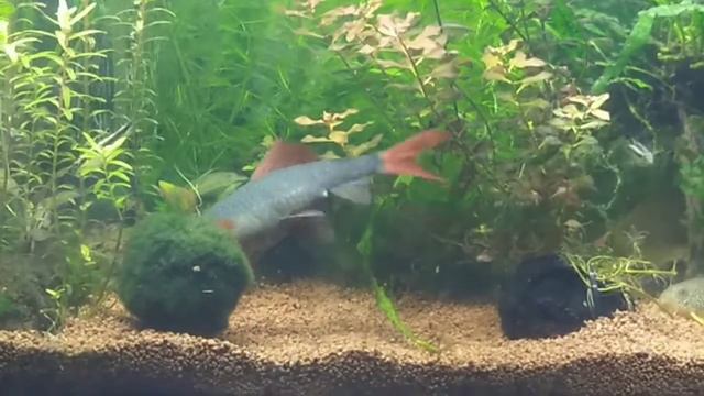 Мой 200 литровый аквариум с рыбками😁Лобео играет с кладофорой шаровидной😀😀😀🔥🔥🔥 смотреть онлайн