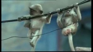 BBC. Ребятам о зверятах.flv