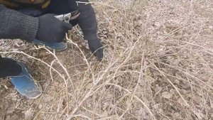 Как обрезать крыжовник весной.