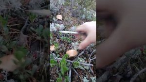 Грибы , козлята .