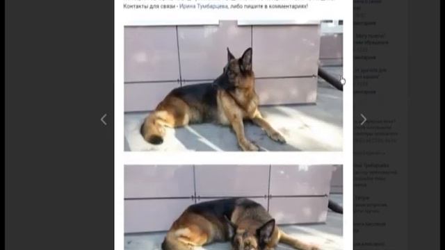 Одним бездомным псом в городе стало меньше смотреть онлайн