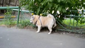 Прогулка с мопсом.