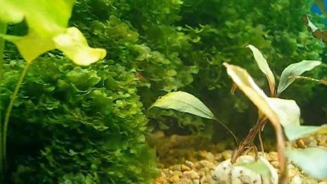 Ломариопсис смотреть онлайн