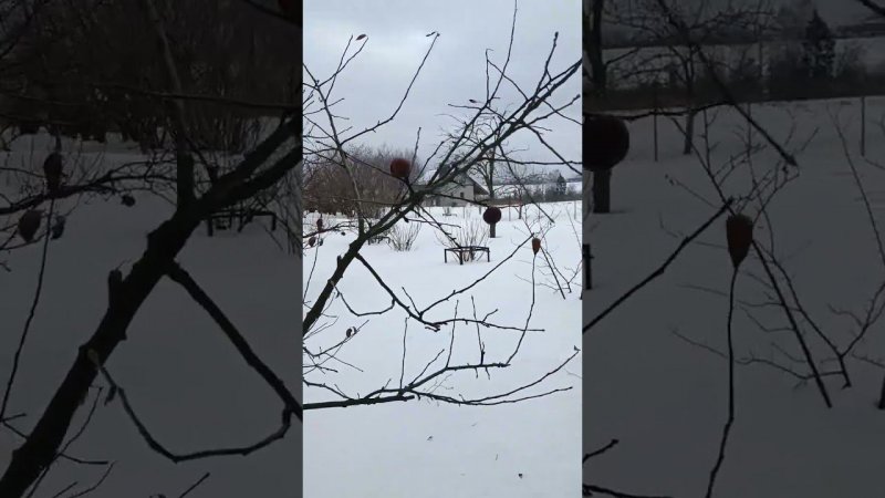Замершие яблоки ещё висят с прошлого года. Сад на даче.