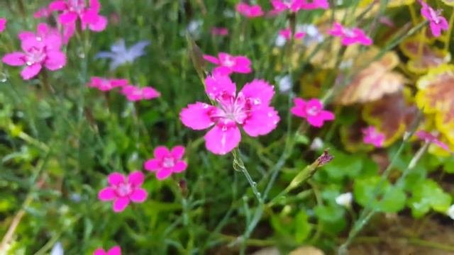 Dianthus Deltoides