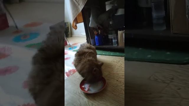 Найден рыжий котёнок смотреть онлайн