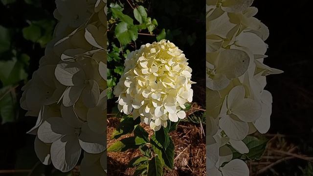 Гортензия метельчатая Мэджикал Свит Саммер (Hydrangea paniculata `Magical Sweet Summer`)