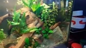 Мой аквариум 40 литров. Гуппи, креветки.