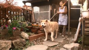 Акита-ину – 
самые преданные собаки в Японии