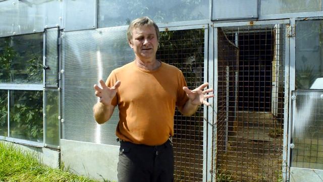 Кормление крокодилов