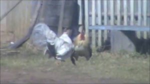 Петушиные бои