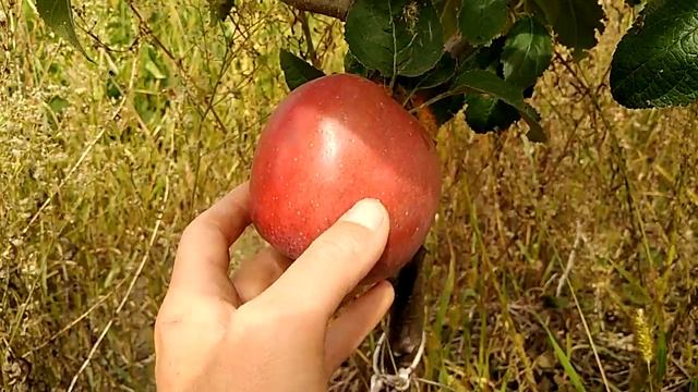 Сорт яблони Энтерпрайз