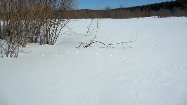 Прогулка вдоль реки на лыжах по насту по бобровым и заячьим местам. смотреть онлайн