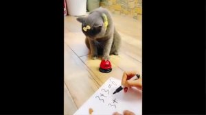 Кошки Смешное Видео Смотреть Бесплатно - Лучшее Из Смешных Видео С Животными 2022 Года #55