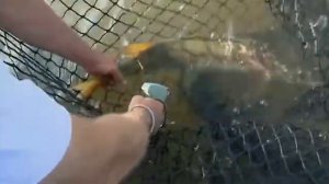 Как может меняться окраска у североамериканского маскинонга (Esox masquinongy) ?