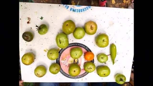 Наблюдение Жизненный цикл помидора Средняя группа 2021 год смотреть онлайн