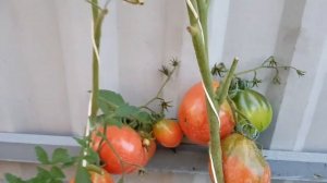 Томат Иван Купала 13.08.22