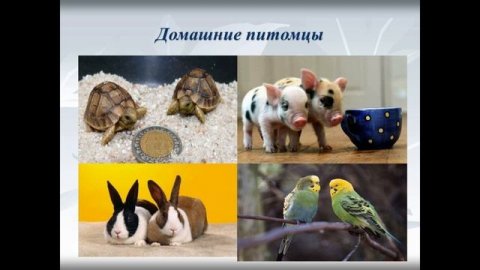 Домашние животные