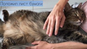 Прикол!!! Делаю коту детский массаж рельсы-рельсы, шпалы-шпалы. Кот очень доволен