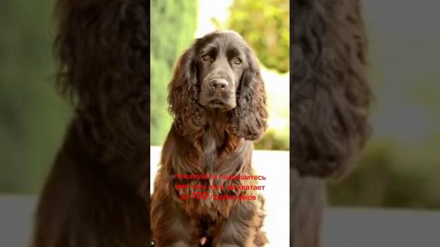 английский кокер-спаниель смотреть онлайн