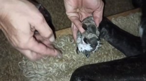 Лечение межпальцевого дерматита у кане корсо Пончика. Покраснение между подушечек на лапах