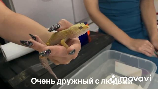Фотосет с рептилиями Влог США