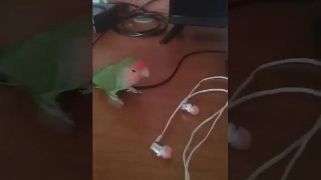 Хуан Антонио - хитрый попугай смотреть онлайн