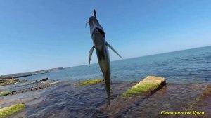 Морская рыбалка. Ласкирёвый сезон открыт!!! Ульралайт, отводной поводок, червь + силикон.