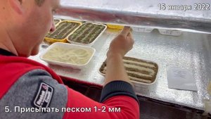 Гвоздика китайская «Диана». Посев