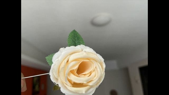 White Color Roses Flower Photography