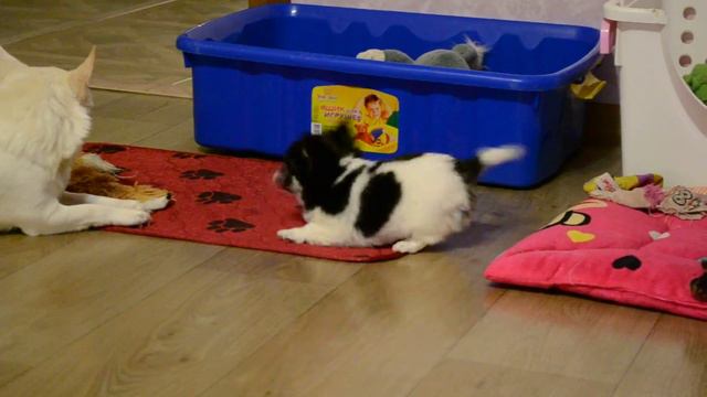 DSC 0960 смотреть онлайн