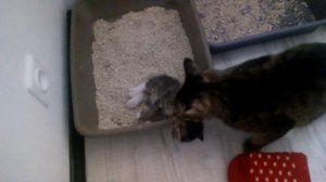 Кошка приучает котят к лотку
