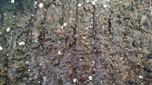 Посев кустовой петунии. Нюансы и уход до первой пикировки