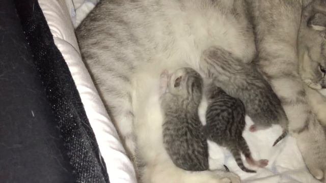 Новорожденные шотландские котята сосут мамино молочко. Scottish Fold And Straight Kittens